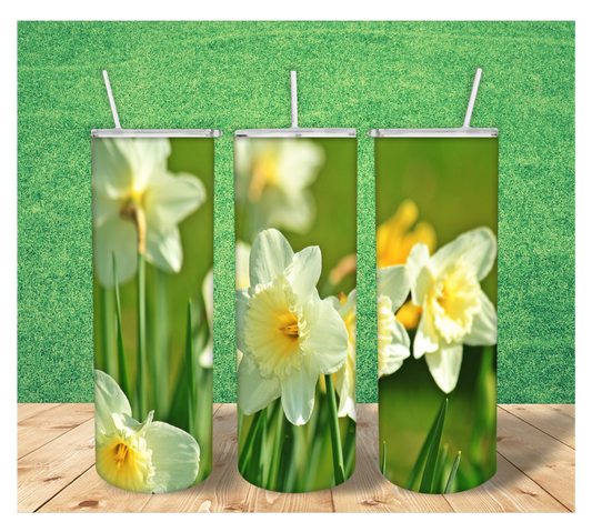Easter Daffodils