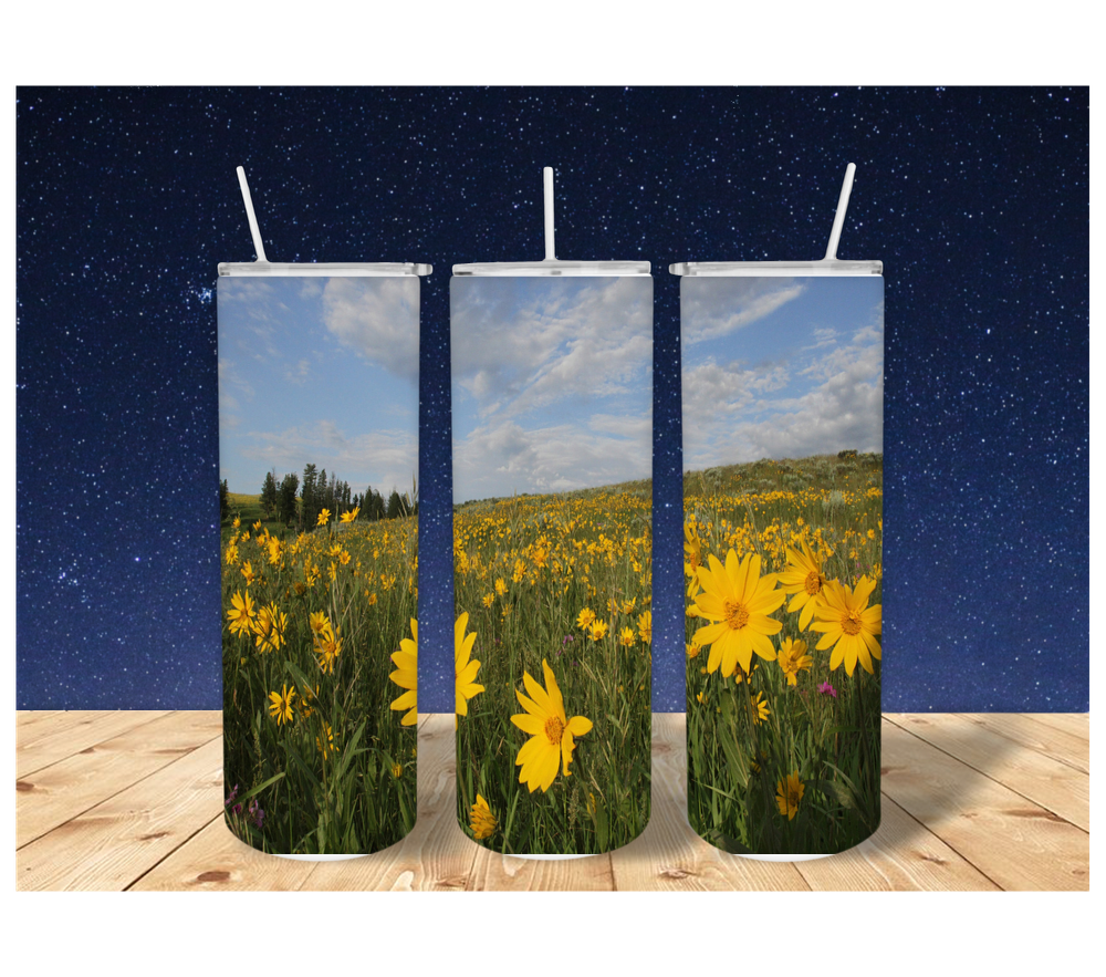 Daisy Field